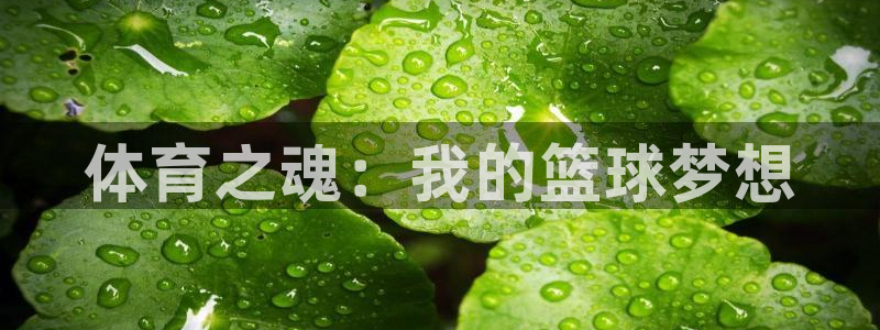 678体育app